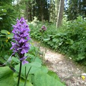 weg nr von plafoetsch nach haniger schwaige