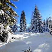 winterwald landschaft