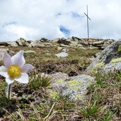 villanderer berg gipfelkreuz pelzanemone