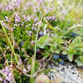 penser joch gaensekragen rundweg schwarzbeeren