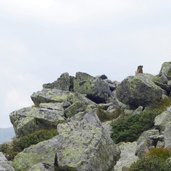 penser joch gaensekragen rundweg murmeltier