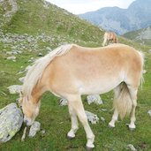 penser joch gaensekragen rundweg haflinger sommerweiden