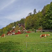 haflinger pferde bei st kathrein