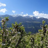 apfelbluete naturns dahinter schnee am noerdersberg