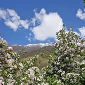 naturns apfelbluete am sonnenberg