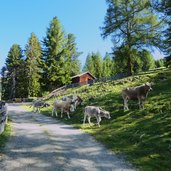 kuehe bei kuehhof latzfons