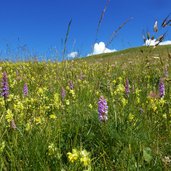 blumenwiesen unter brugger schupfe