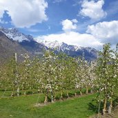 rittersteig bei plaus fruehling