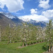 rittersteig bei plaus fruehling