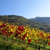 herbst weinreben bei atzwang