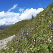 glockenblumenwiese am weg nr zur bergstation helm