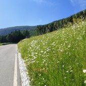 wiesen an der penserjoch strasse bei elzenbaum