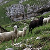 Rosengarten Kesselkogel