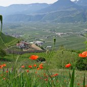 fruehling bluehender mohn am burgstaller hoefeweg