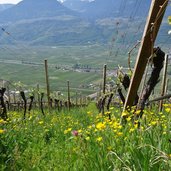 weinreben bei wiesler hof burgstall