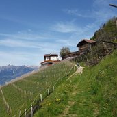 weinreben bei wiesler hof burgstall