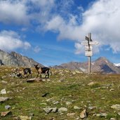 ziegen am taschenjoechl