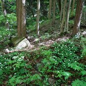 dreiblatt windroeschen