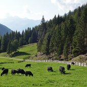 angus rinder auf weide bei wanns