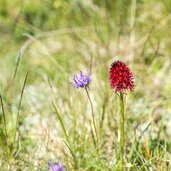 halbkugelige teufelskralle rotes maennertreu