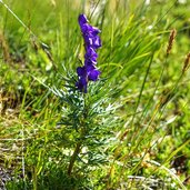 sehr giftige blaue eisenhut blume