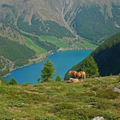 blick auf vernagtsee vernagter stausee haflinger pferde