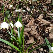 fruehlingstal maerzenbecher