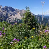 aussicht latemar und blumen