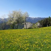 fruehling wiesen am weg a oberhalb von kniepass fr