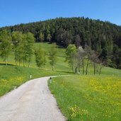 fruehling wiesen und acker am weg a oberhalb von kniepass