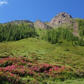 alpenrosen am burgumer berg mit inneres burgumer tal fr