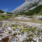 alpenmohn im bachbett