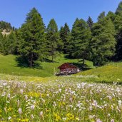 almhuette blumenwiese malga sul sentiero del ritorno con rosengarten