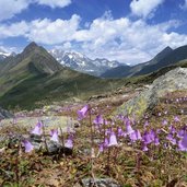 soldanellen bluete bei spronserjoch