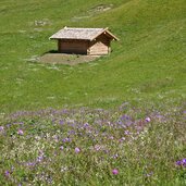 blumenwiesen burgumer tal almen