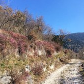 erika bluete am duererweg