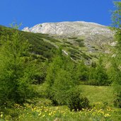 butterblumen am weg nr kematen zum schluesseljoch