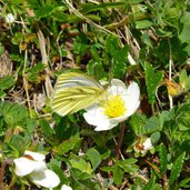 weissling schmetterling auf silberwurz