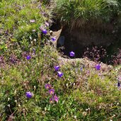 alpenblumen am weg aufstieg sterzinger huette