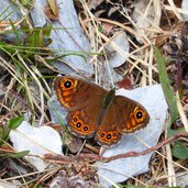 braunauge schmetterling