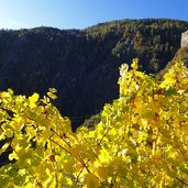 ruine stein herbst reben