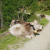 kuehe im kirchbergtal