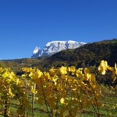 weinreben herbst dahinter schlern