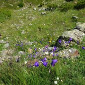 blumen wiese bei abzweigung inneres matschertal