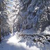 winterweg rodelbahn forstweg zirogalm