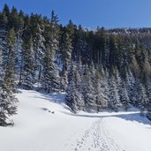 winterwald schnee nadelwald fr