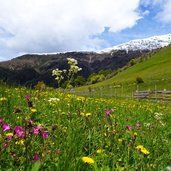 wiesen bei tanas fruehling