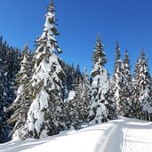 schnee auf baeumen bei abzweigung saumahd am weg zur nemeshuette