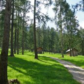 laerchenwiesen im eingang des innerfeldtales