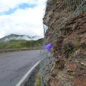 jaufenpass passeiertal seite glockenblume